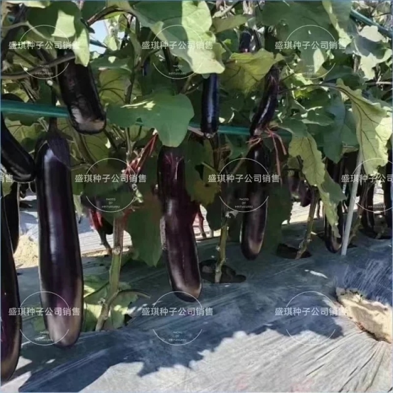 深紫红烧烤茄种子适合春秋栽培果长28-33厘米左右