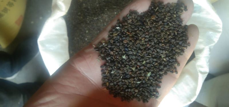 黄芪种子精品