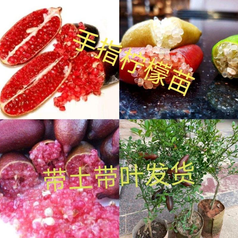 优质供货电商广西发货手指柠檬苗盆栽苗杯苗