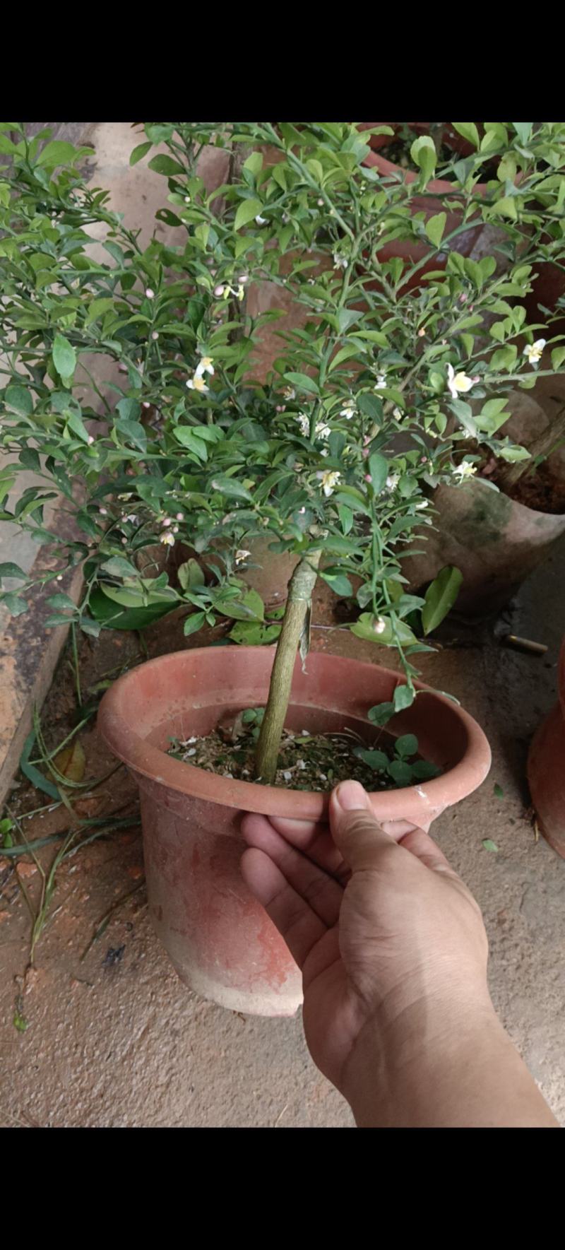 优质供货电商广西发货手指柠檬苗盆栽苗杯苗