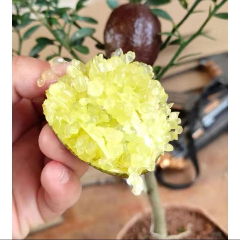 优质供货电商广西发货手指柠檬苗盆栽苗杯苗