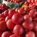 硬粉西红柿大量上市中一手货源量大价优全国代发