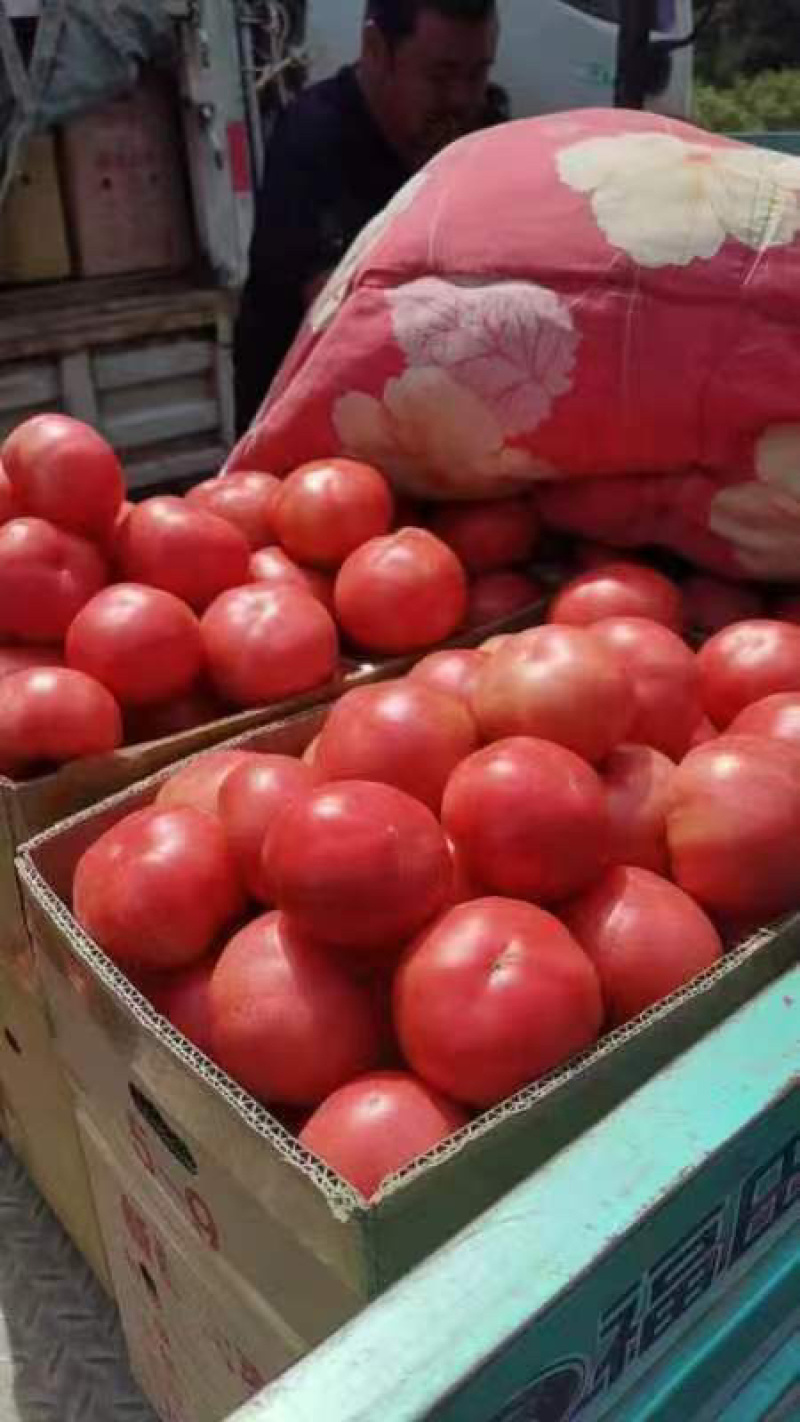 硬粉西红柿大量上市中一手货源量大价优全国代发