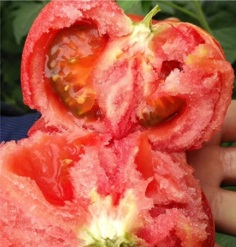 硬粉西红柿大量上市中一手货源量大价优全国代发