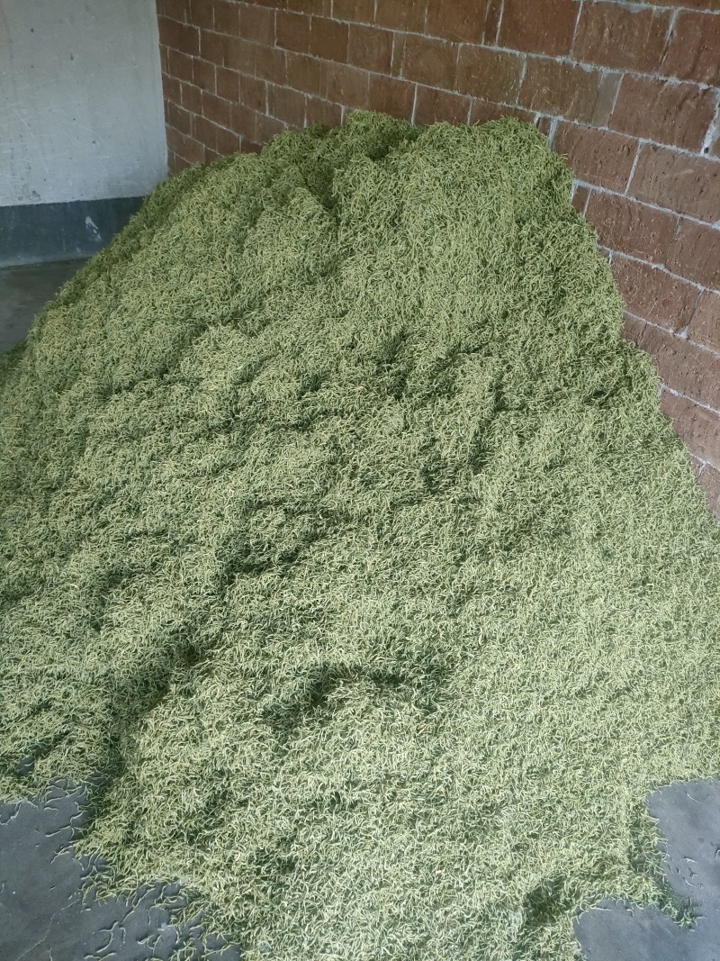 正宗金银花头茬精品晒货开花货药厂货现货30吨