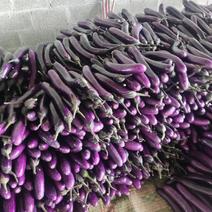 云南紫长茄，墨茄，烧烤茄，通货，精品，茄子大量上市