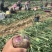 开封紫皮洋葱、二红洋葱。大量上市对接各大平台市场