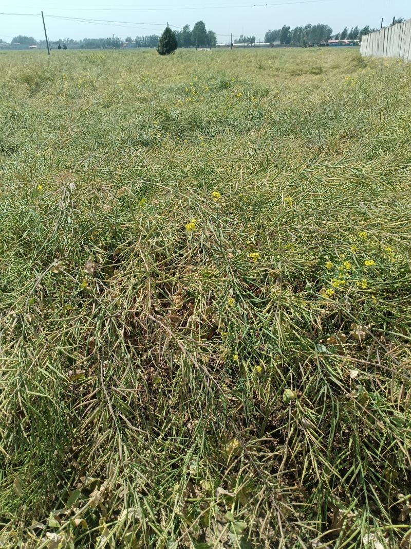 油菜籽，优质菜籽，河北省邯郸市成安县，