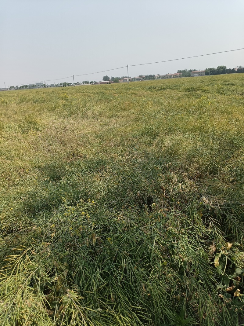 油菜籽，优质菜籽，河北省邯郸市成安县，