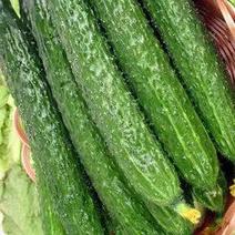 绿肉黄瓜带刺黄瓜产地直达质量保证价格实惠