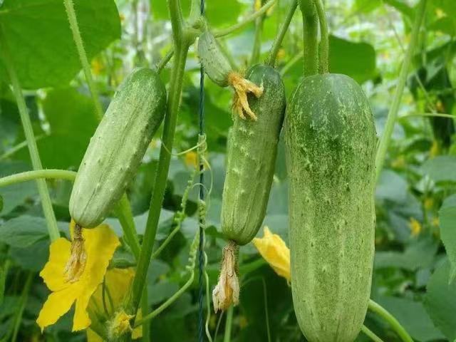 朝鲜小黄瓜植株特写