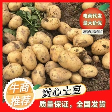 黄皮黄心的大土豆，湖北产区露天新鲜土豆大量上市，一手货源