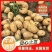 黄皮黄心的大土豆，湖北产区露天新鲜土豆大量上市，一手货源