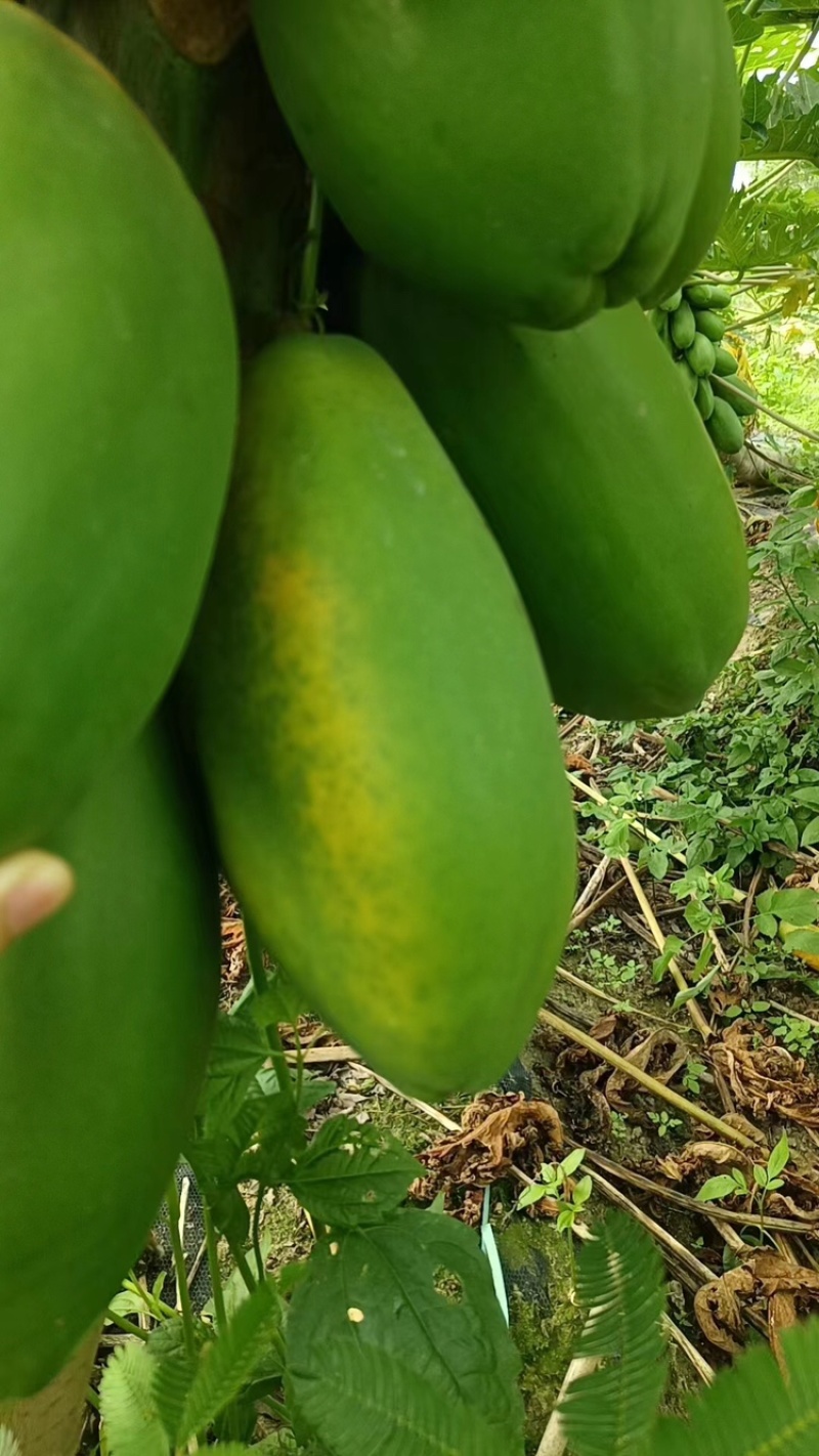 木瓜大量上市产地直发优质大果欢迎咨询电话联系合作