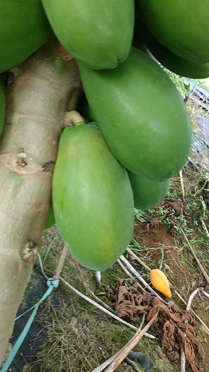 木瓜大量上市产地直发优质大果欢迎咨询电话联系合作