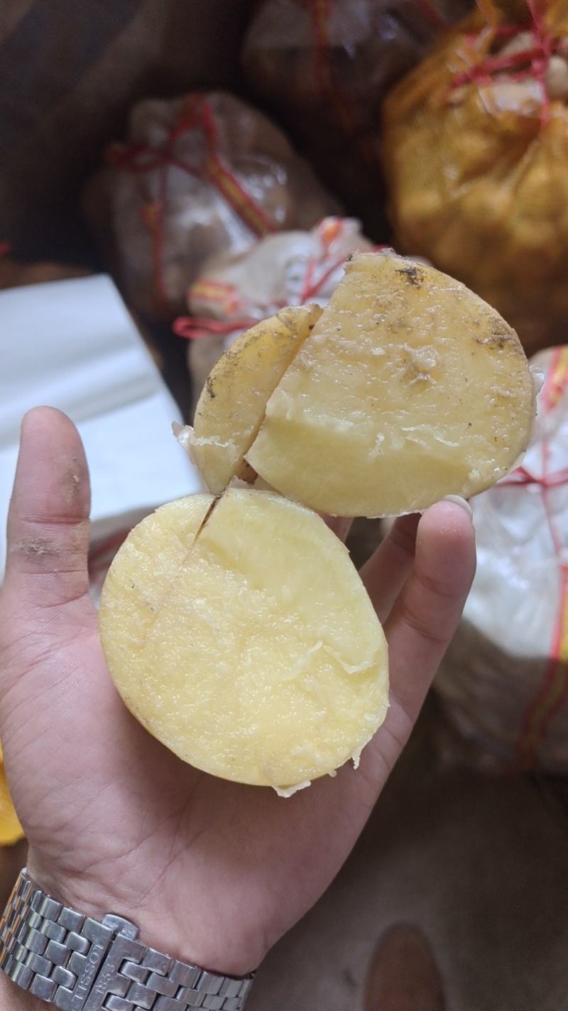 广东惠州黄皮黄心新土豆，大量上市中支持各种包装
