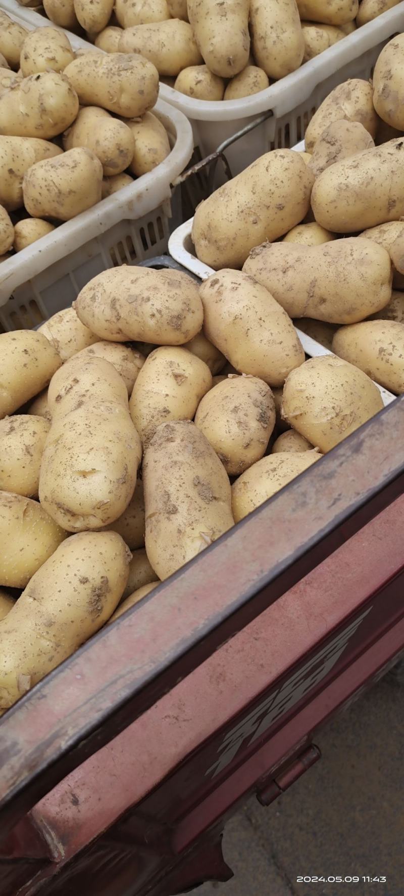 广东惠州黄皮黄心新土豆，大量上市中支持各种包装