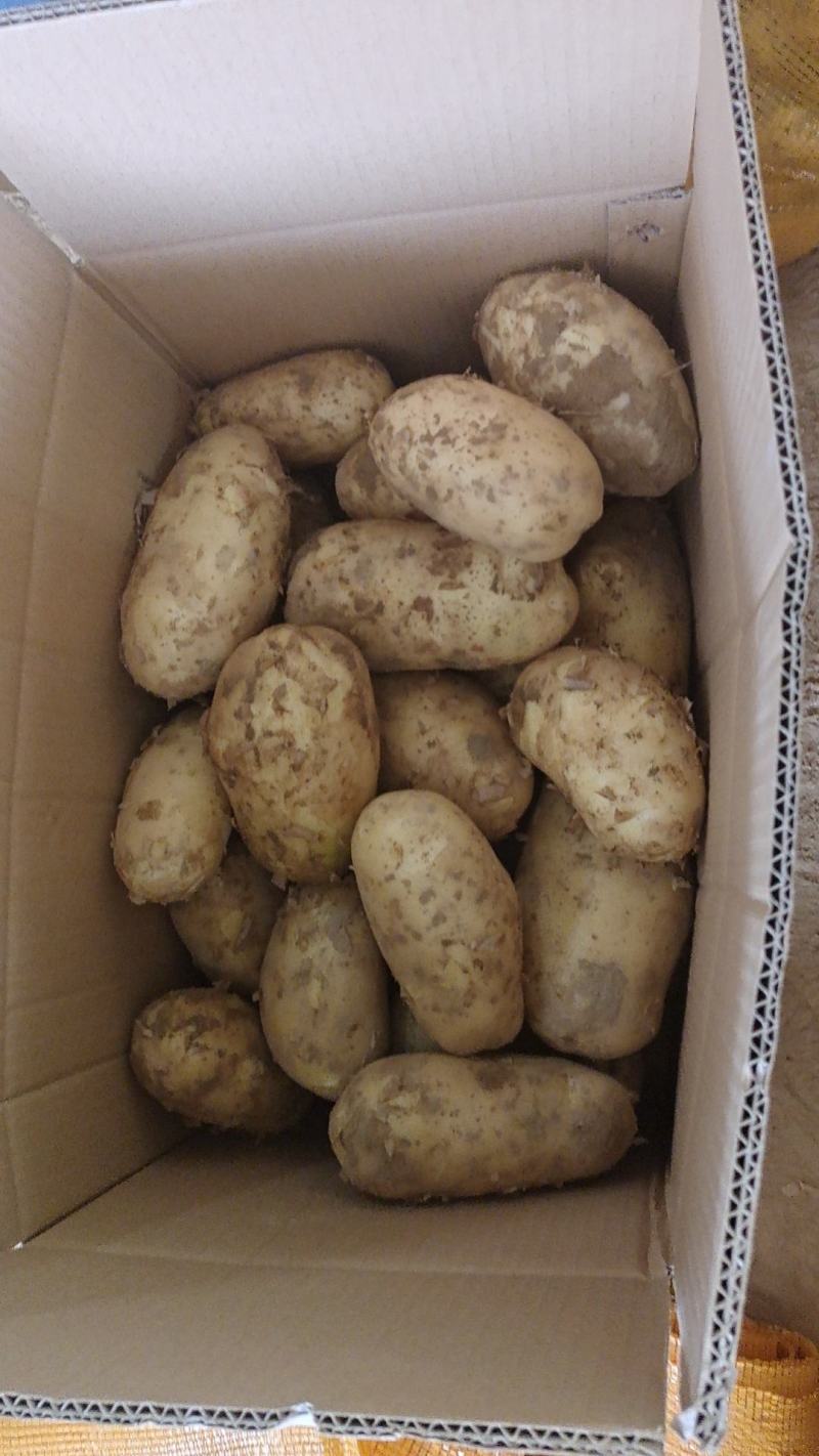 广东惠州黄皮黄心新土豆，大量上市中支持各种包装