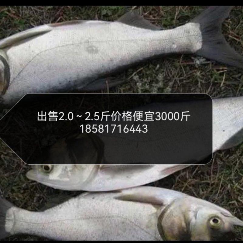 清塘白鲢鱼