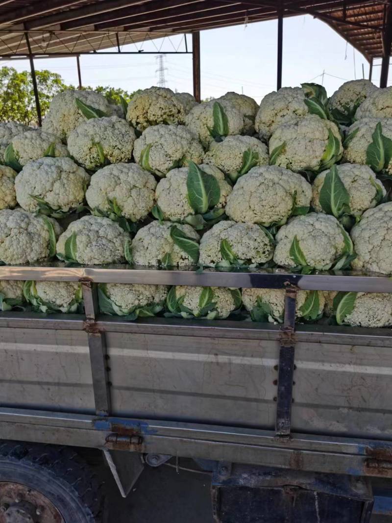 有机松花菜山东聊城菜花白面青梗散花免费提供冷库预冷