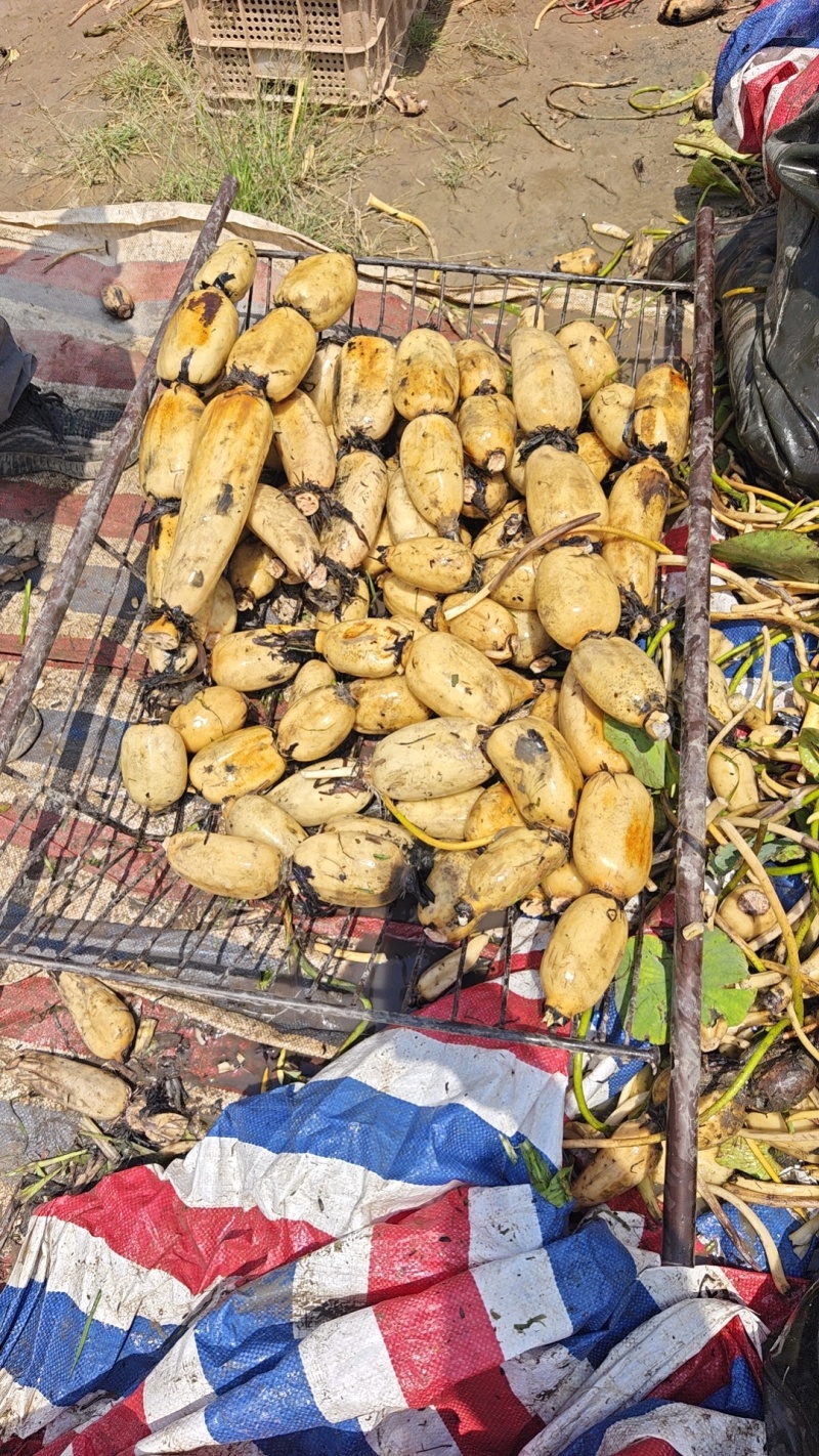 糯米藕食材供应