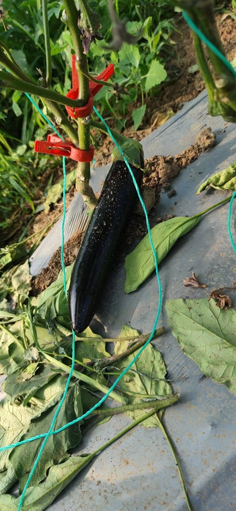山西茄子产地直发欢迎来电可以看货