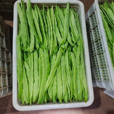 山东聊城绿扁豆油豆角承接商超社团配货货源稳定代收代发