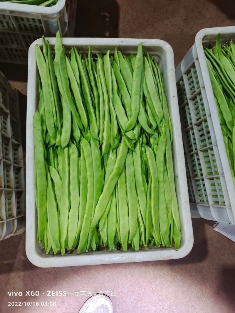 山东聊城绿扁豆油豆角承接商超社团配货货源稳定代收代发