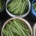 山东聊城绿扁豆油豆角承接商超社团配货货源稳定代收代发
