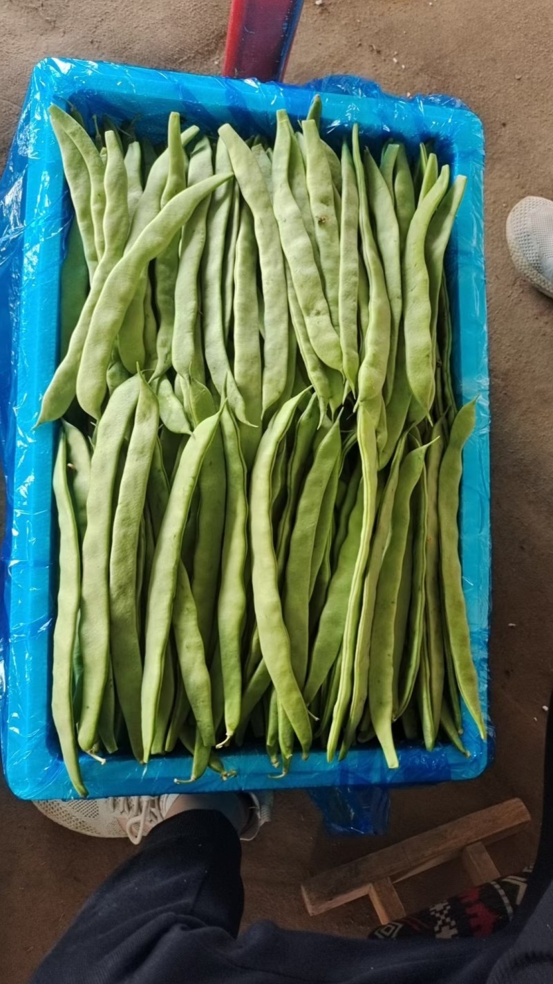 山东聊城绿扁豆油豆角承接商超社团配货货源稳定代收代发