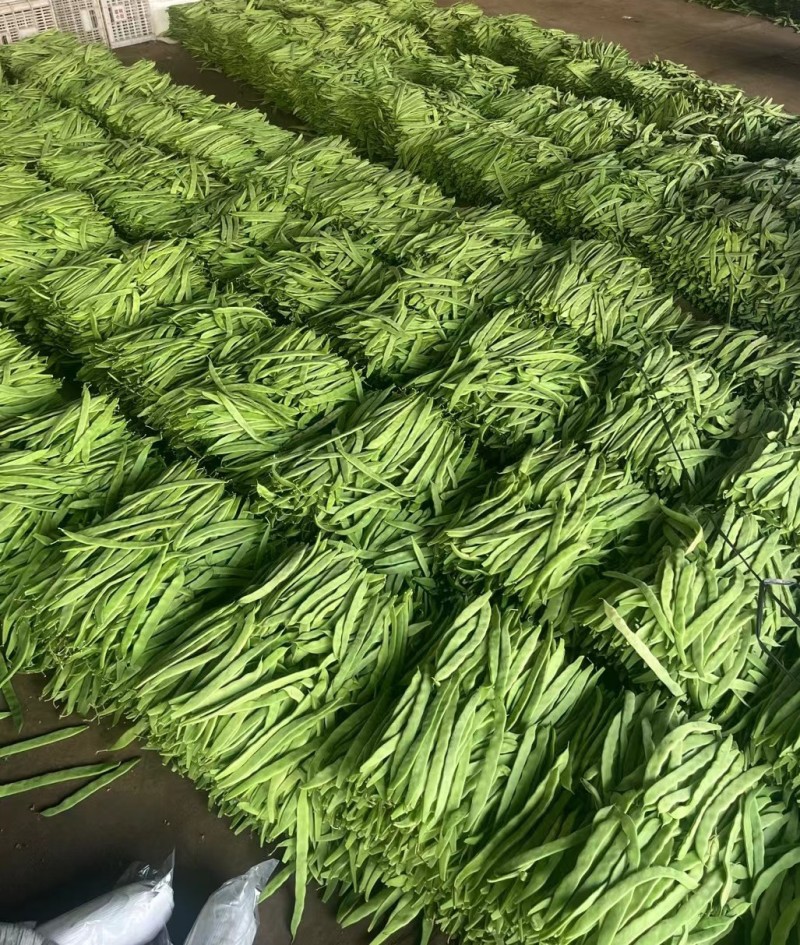 山东聊城绿扁豆油豆角承接商超社团配货货源稳定代收代发