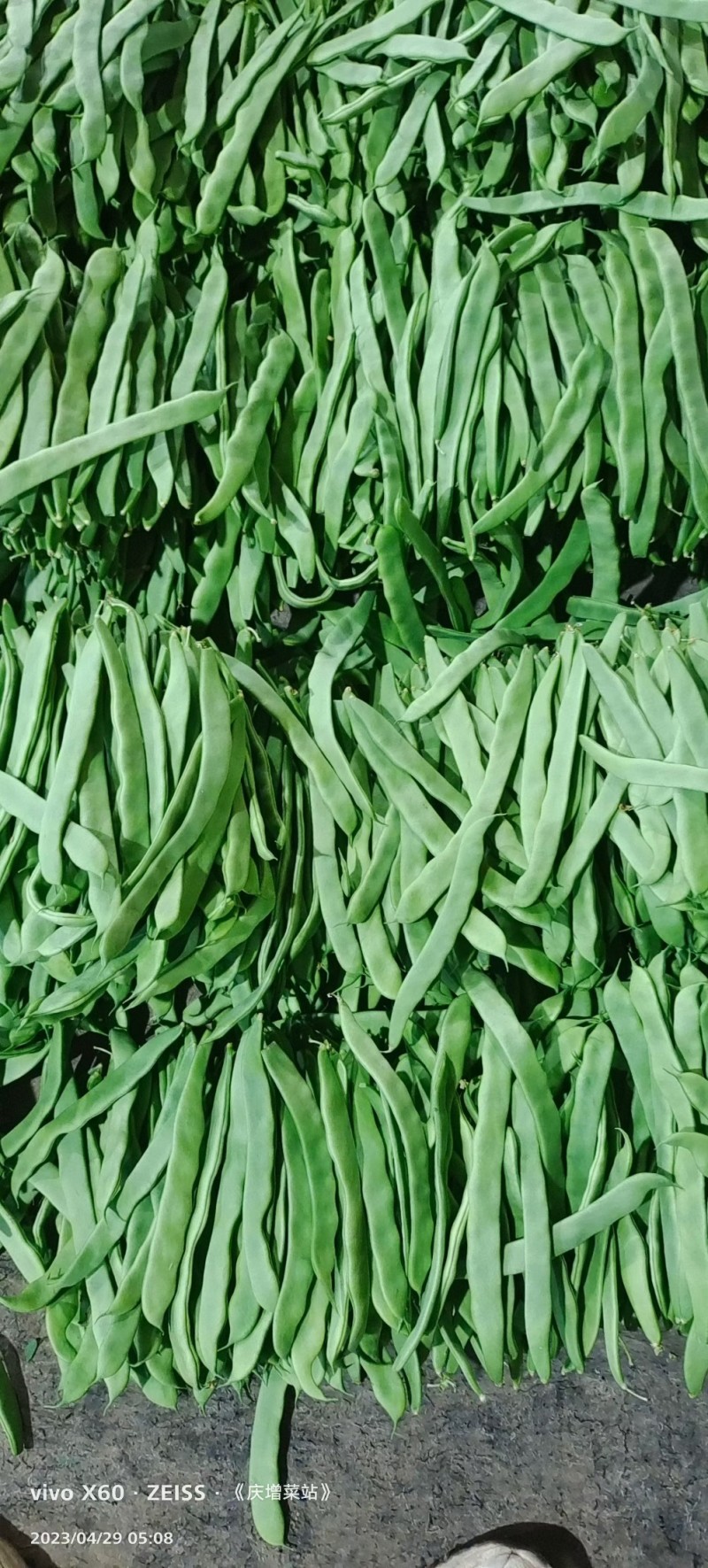 山东聊城绿扁豆油豆角承接商超社团配货货源稳定代收代发
