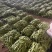 山东聊城绿扁豆油豆角承接商超社团配货货源稳定代收代发