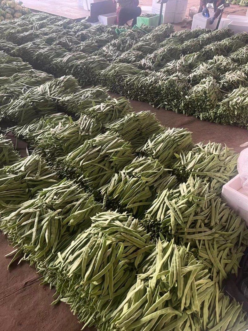 山东聊城绿扁豆油豆角承接商超社团配货货源稳定代收代发