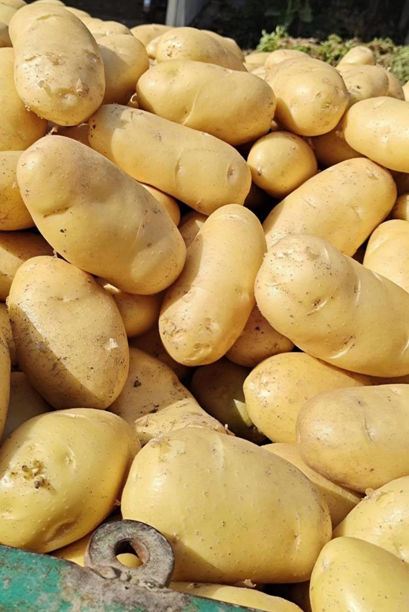 聊城荷兰十五土豆新土豆货源稳定质量好承接商超社团配货