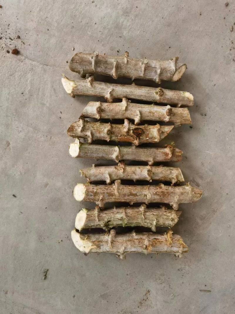 自己家种黄金木薯木薯杆出售联系哦
