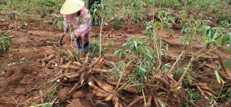 自己家种黄金木薯木薯杆出售联系哦
