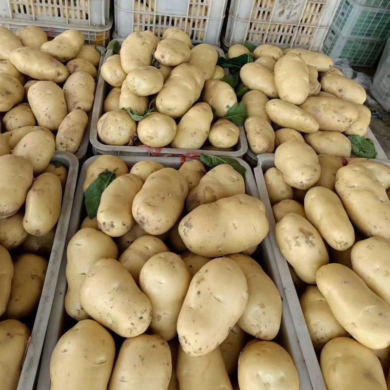 聊城荷兰十五土豆新土豆货源稳定质量好承接商超社团配货