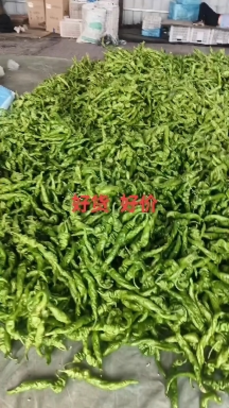 山西精品螺丝椒大棚辣椒产地直发一手货源质量保证