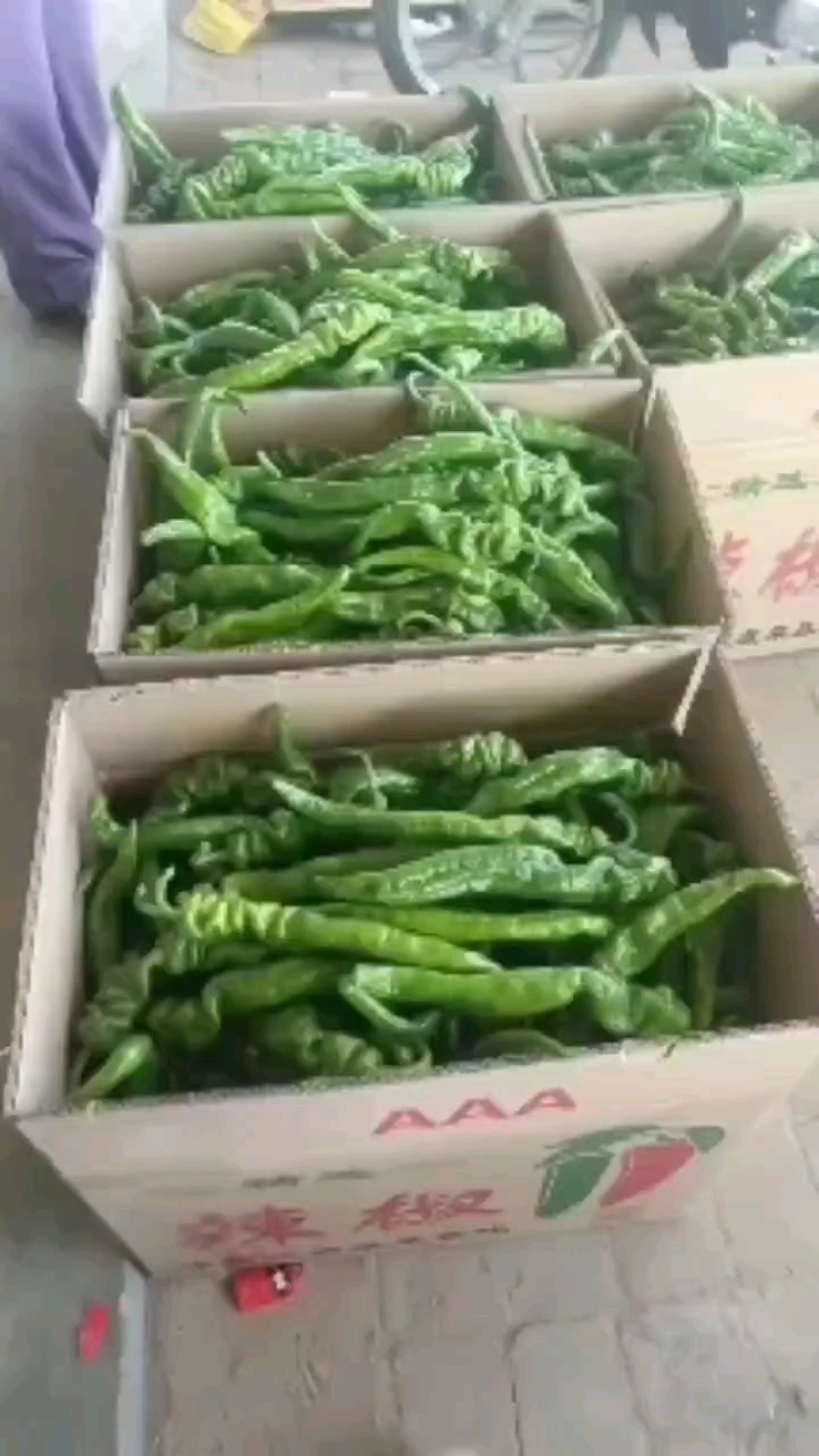 山西精品螺丝椒大棚辣椒产地直发一手货源质量保证