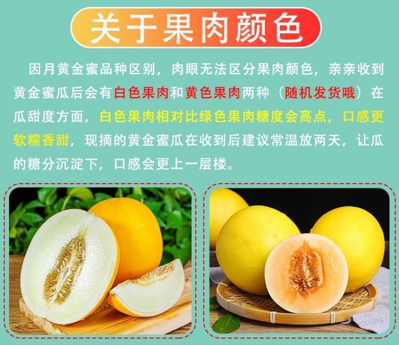 头茬现摘黄河蜜瓜黄金蜜金红宝甜瓜电商一件代发对接各大平台