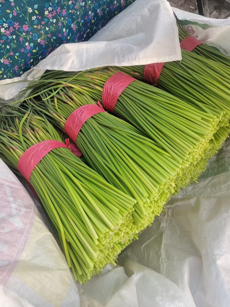 蒜苔山东聊城红帽蒜苔26年鲜蒜苔冷库直发按需加工