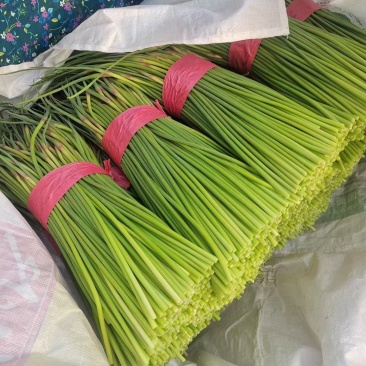 蒜苔山东聊城红帽蒜苔26年鲜蒜苔冷库直发按需加工
