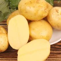 土豆，荷兰十五，黄心土豆，一手货源欢迎订购，非常漂亮