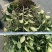 栀子花苗，高度80公分，成活率高，提供技术指导