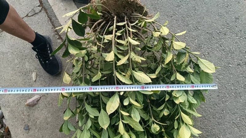 栀子花苗，高度80公分，成活率高，提供技术指导