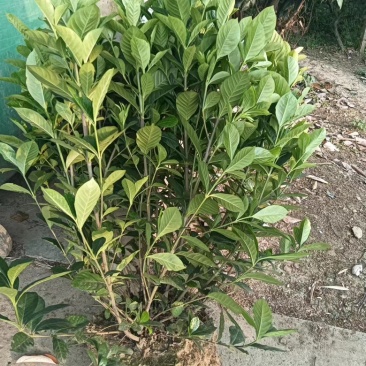 栀子花苗，高度80公分，成活率高，提供技术指导