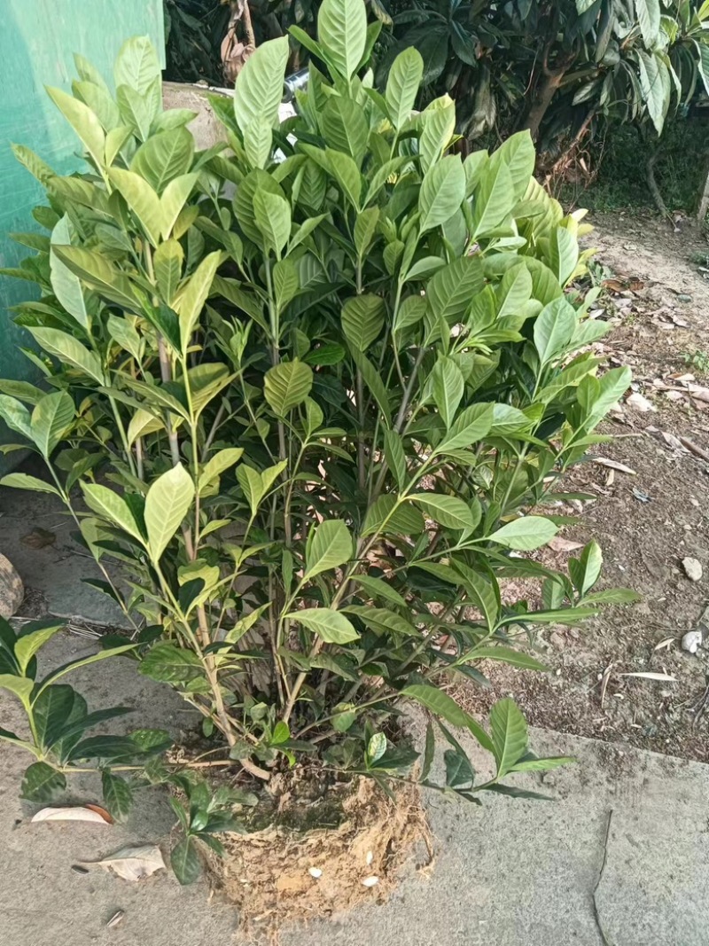栀子花苗，高度80公分，成活率高，提供技术指导