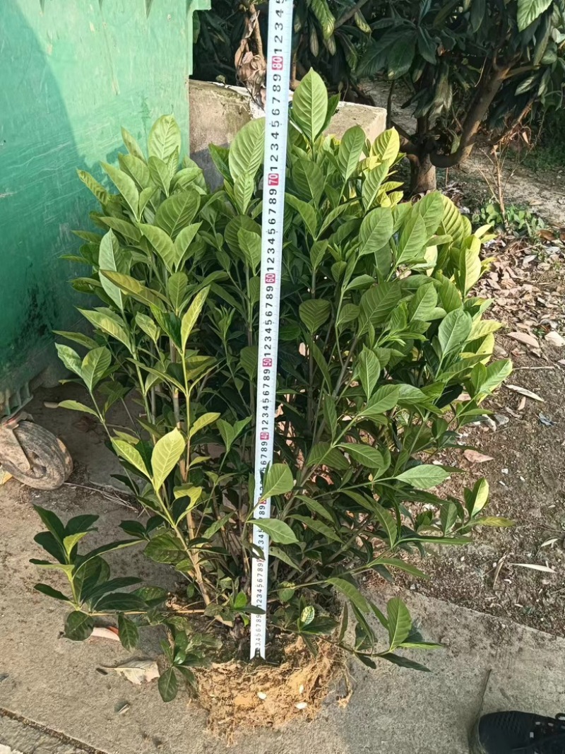 栀子花苗，高度80公分，成活率高，提供技术指导