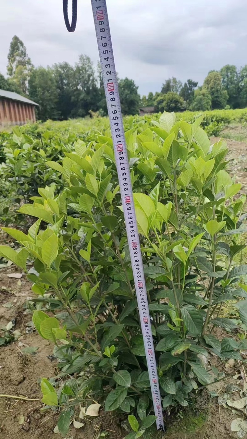 栀子花苗，高度80公分，成活率高，提供技术指导